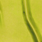 Raso-Viareggio-copia