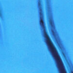 Raso-Viareggio-copia