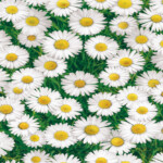 TOVAGLIATO-PLASTICA-PARTY