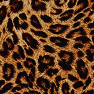 LEOPARDO